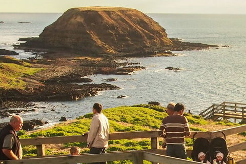 Healesville Sanctuary And Phillip Island Wildlife Bus Tour - Holiday Great Ocean Road 3