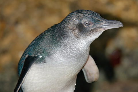 Healesville Sanctuary And Phillip Island Wildlife Bus Tour - Holiday Great Ocean Road 4