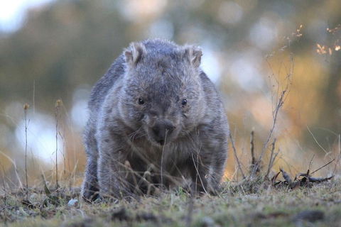 Ultimate Blue Mountains And Wildlife Tour - Holiday Great Ocean Road 3