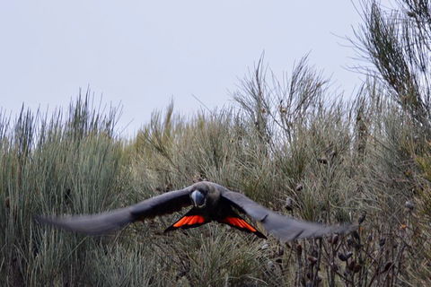 Ultimate Blue Mountains And Wildlife Tour - Holiday Great Ocean Road 5