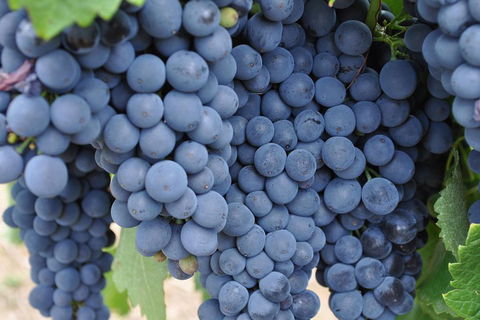 Barossa Valley Cellar Doors Luxury Wine Tour - Holiday Great Ocean Road 4
