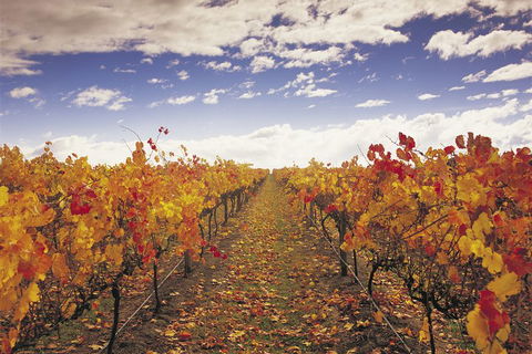 Yarra Valley Wildlife & Wine Day Tour From Melbourne With Healesville Sanctuary - Holiday Great Ocean Road 5