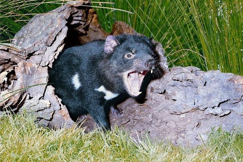 Private Blue Mountains Tour With Kangaroo And Koala Experience - Holiday Great Ocean Road 0
