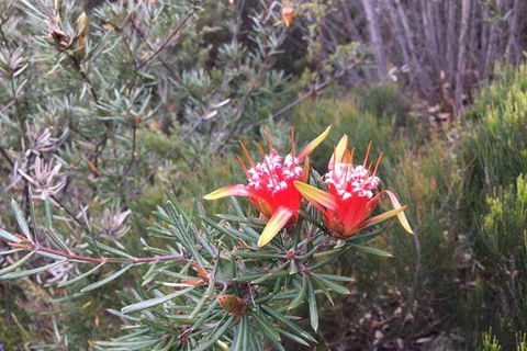 Private Blue Mountains Tour With Kangaroo And Koala Experience - Holiday Great Ocean Road 4