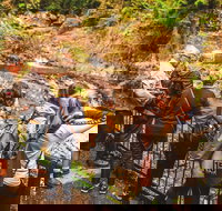 Full-day Springbrook National Park Tour from the Gold Coast - Holiday Great Ocean Road