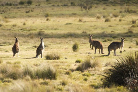 The Explorers' Discovery Tour - Gold, Wine & Wildlife - Holiday Great Ocean Road 5