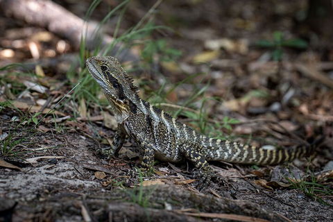 Cape Byron Aboriginal Tour - Holiday Great Ocean Road 3