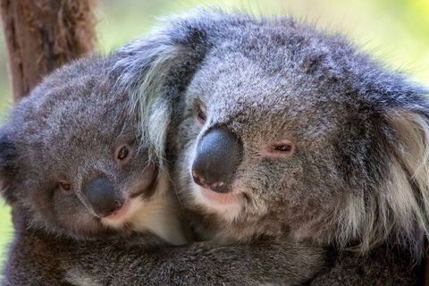 Half-Day Or Full-Day Tour With Private Guide From Melbourne - Holiday Great Ocean Road 1