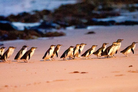 Half-Day Or Full-Day Tour With Private Guide From Melbourne - Holiday Great Ocean Road 5