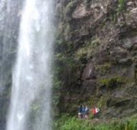 Springbrook National Park Discovery Full-Day Bushwalking Tour - Holiday Great Ocean Road