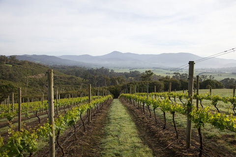 Yarra Valley 2-6 Guests Premium Food And Wine Inc Lunch At Dominique Portet - Holiday Great Ocean Road 1