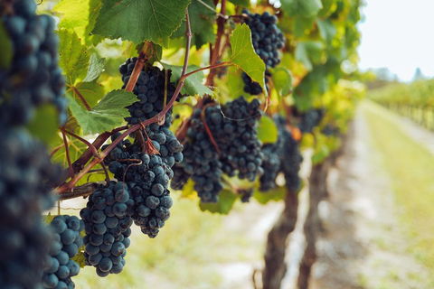 Yarra Valley 2-6 Guests With Lunch And Gin Tasting At Four Pillars - Holiday Great Ocean Road 1