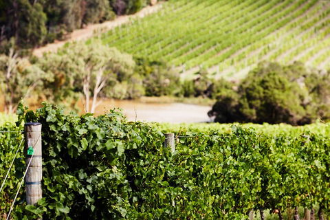 Yarra Valley Premium Tour Inc Lunch And Cheese, Chocolate Fondue At Rochford - Holiday Great Ocean Road 5