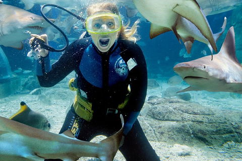 Shark Dive Experience At SEA LIFE Melbourne Aquarium - Holiday Great Ocean Road 0