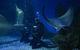 Shark Dive Experience At SEA LIFE Melbourne Aquarium - thumb 1