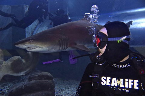 Shark Dive Experience At SEA LIFE Melbourne Aquarium - Holiday Great Ocean Road 2
