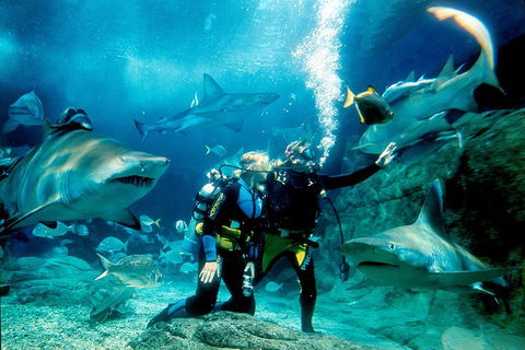 Shark Dive Experience At SEA LIFE Melbourne Aquarium - Holiday Great Ocean Road 3