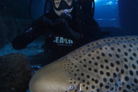 Shark Dive Experience At SEA LIFE Melbourne Aquarium - Holiday Great Ocean Road 5