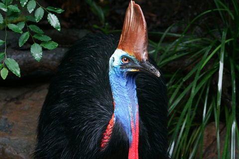 Cape Tribulation, Daintree Rainforest And Wildlife Tour - Holiday Great Ocean Road 5