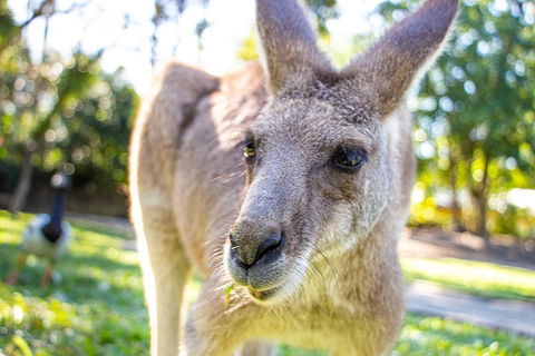 Virtual Interactive Australian Wildlife Tour With Private Guide-Wildlife Habitat - Holiday Great Ocean Road 2