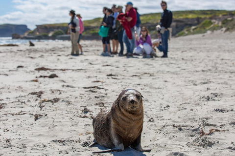 Kangaroo Island In A Day Tour From Adelaide - Holiday Great Ocean Road 0