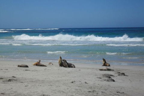 Kangaroo Island In A Day Tour From Adelaide - Holiday Great Ocean Road 1