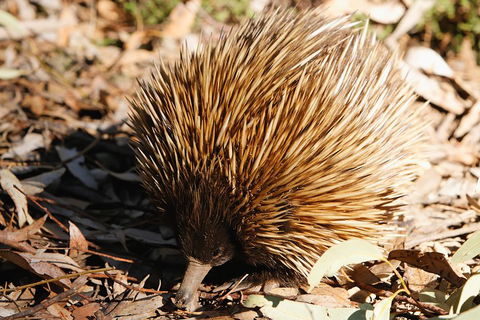 Kangaroo Island In A Day Tour From Adelaide - Holiday Great Ocean Road 2