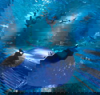 Snorkel with Sharks at AQWA - Holiday Great Ocean Road