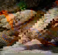 Glass Bottom Boat  Entry at AQWA - Holiday Great Ocean Road