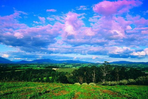 Yarra Valley Wine And Cider Tours By Classic Convertibles From Melbourne - Holiday Great Ocean Road 3