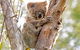 Wild Australian Wildlife 4WD Tour From Sydney - thumb 1