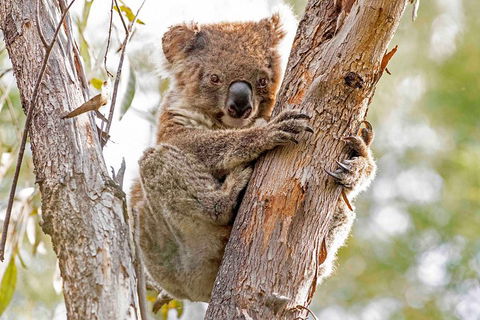 Wild Australian Wildlife 4WD Tour From Sydney - Holiday Great Ocean Road 1