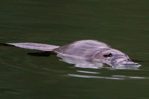 Wild Australian Wildlife 4WD Tour From Sydney - Holiday Great Ocean Road 2