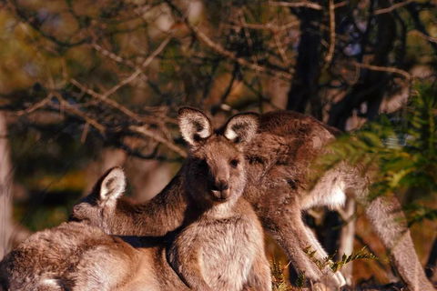 Wild Australian Wildlife 4WD Tour From Sydney - Holiday Great Ocean Road 3
