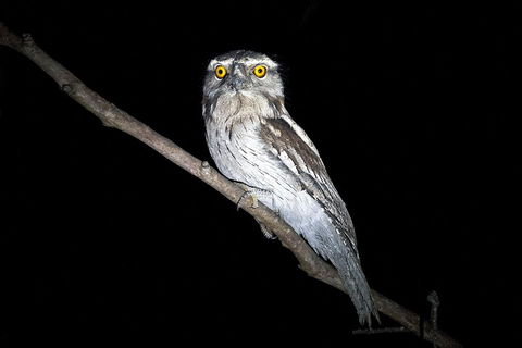 Wild Australian Wildlife 4WD Tour From Sydney - Holiday Great Ocean Road 4