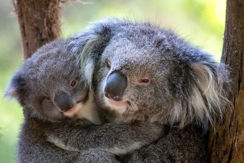 Healesville Sanctuary General Entry Ticket - Holiday Great Ocean Road 0