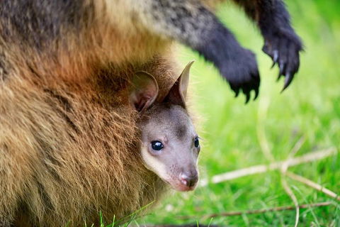 Healesville Sanctuary General Entry Ticket - Holiday Great Ocean Road 2