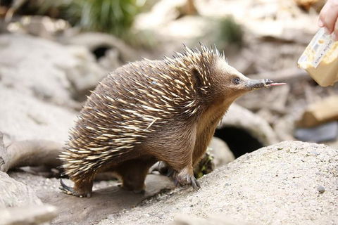 Healesville Sanctuary General Entry Ticket - Holiday Great Ocean Road 4