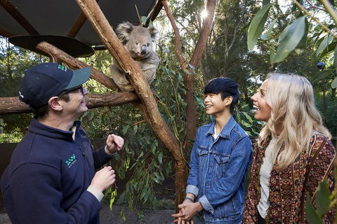 VIP Sanctuary Tour At Healesville Sanctuary Ticket - Holiday Great Ocean Road 1