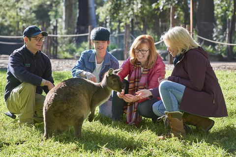 VIP Sanctuary Tour At Healesville Sanctuary Ticket - Holiday Great Ocean Road 2