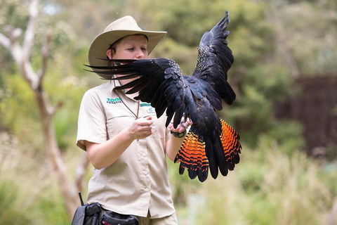 VIP Sanctuary Tour At Healesville Sanctuary Ticket - Holiday Great Ocean Road 5