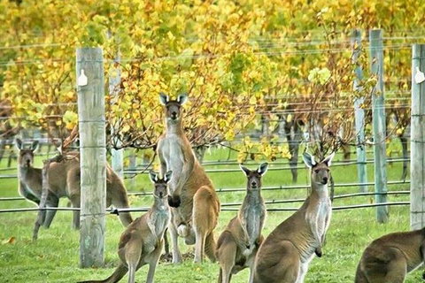 Margaret River Indulge And Discover Day Tour - Holiday Great Ocean Road 0