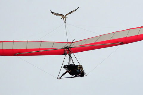 Hang Gliding With HangglideOz - Holiday Great Ocean Road 0