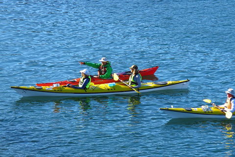 Half-Day Sydney Middle Harbour Guided Kayaking Eco Tour - Holiday Great Ocean Road 0