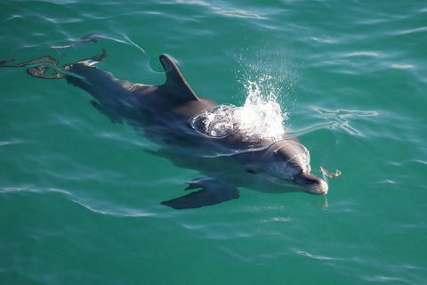 Jervis Bay Dolphin Watch Cruise - Holiday Great Ocean Road 1