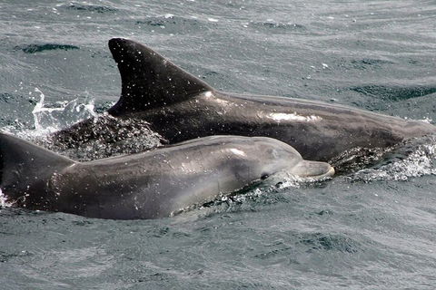 Jervis Bay Dolphin Watch Cruise - Holiday Great Ocean Road 2