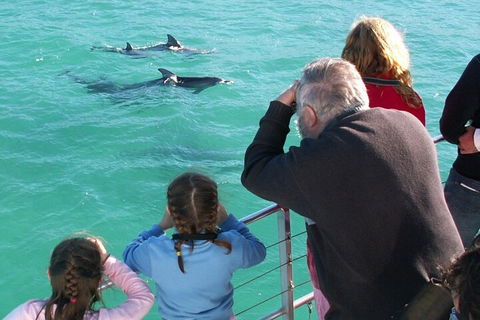 Jervis Bay Dolphin Watch Cruise - Holiday Great Ocean Road 4