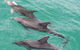 Jervis Bay Dolphin Watch Cruise - thumb 5
