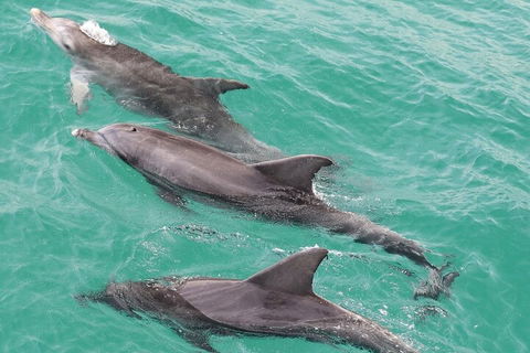 Jervis Bay Dolphin Watch Cruise - Holiday Great Ocean Road 5