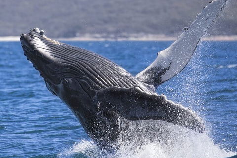 Whale Watching Jervis Bay - Holiday Great Ocean Road 2